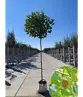 Kugelplatane | Platanus hispanica 'Alphens Globe'