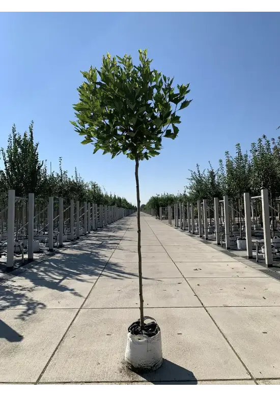 Kugelplatane | Platanus hispanica 'Alphens Globe'