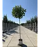 Kugelplatane | Platanus hispanica 'Alphens Globe'
