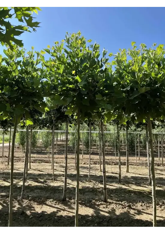 Kugelplatane | Platanus hispanica 'Alphens Globe'