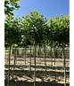 Kugelplatane | Platanus hispanica 'Alphens Globe'