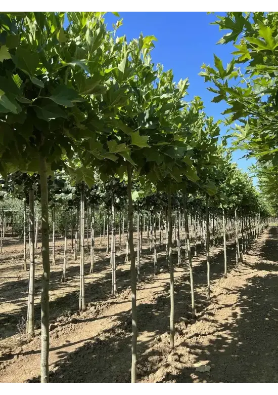 Kugelplatane | Platanus hispanica 'Alphens Globe'