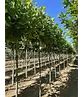 Kugelplatane | Platanus hispanica 'Alphens Globe'