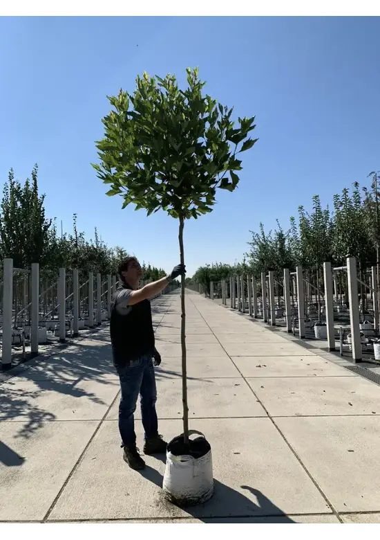 Kugelplatane | Platanus hispanica 'Alphens Globe'