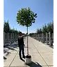 Kugelplatane | Platanus hispanica 'Alphens Globe'