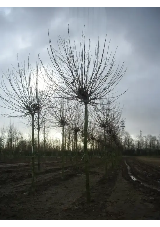 Kugelplatane | Platanus hispanica 'Alphens Globe'