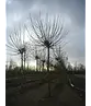 Kugelplatane | Platanus hispanica 'Alphens Globe'