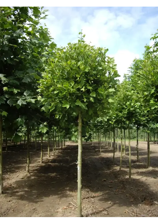 Kugelplatane | Platanus hispanica 'Alphens Globe'