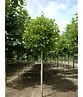 Kugelplatane | Platanus hispanica 'Alphens Globe'