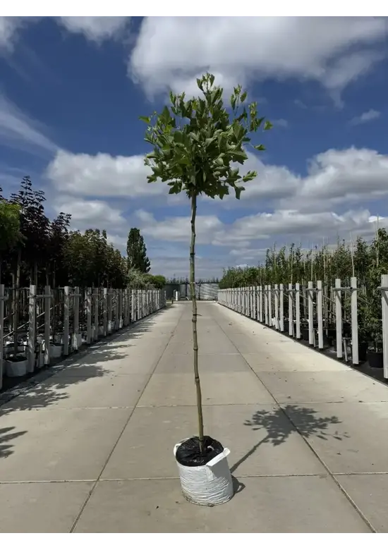 Kugelplatane | Platanus hispanica 'Alphens Globe'