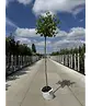 Kugelplatane | Platanus hispanica 'Alphens Globe'