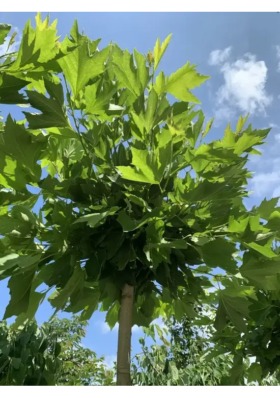 Kugelplatane | Platanus hispanica 'Alphens Globe'
