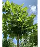 Kugelplatane | Platanus hispanica 'Alphens Globe'