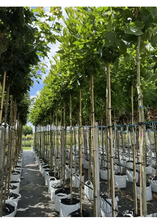 Kugelplatane | Platanus hispanica 'Alphens Globe'