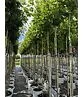 Kugelplatane | Platanus hispanica 'Alphens Globe'