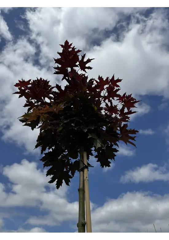 Roter Kugelahorn | Acer platanoides 'Crimson Sentry'