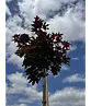 Roter Kugelahorn | Acer platanoides 'Crimson Sentry'