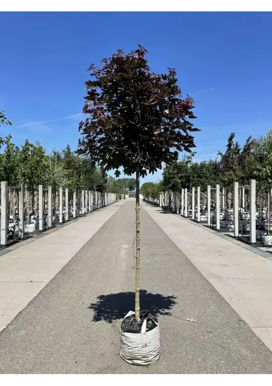 Roter Kugelahorn | Acer platanoides 'Crimson Sentry'