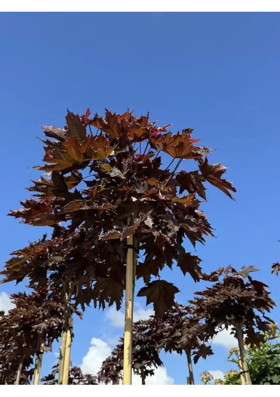 Roter Kugelahorn | Acer platanoides 'Crimson Sentry'