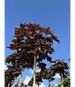 Roter Kugelahorn | Acer platanoides 'Crimson Sentry'