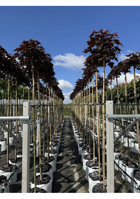 Roter Kugelahorn | Acer platanoides 'Crimson Sentry'