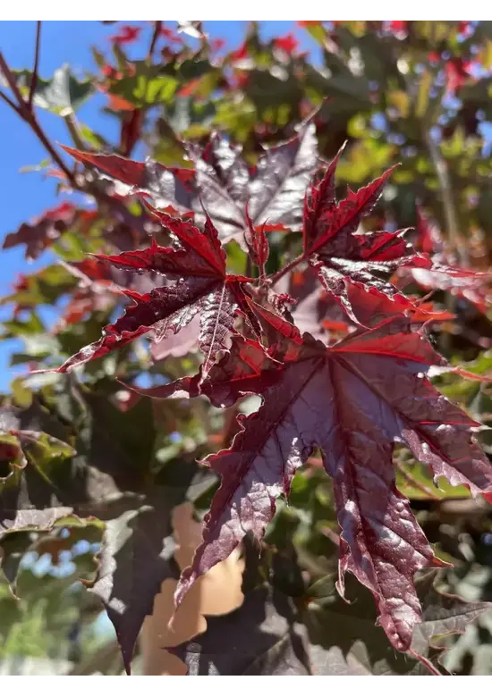 Roter Kugelahorn | Acer platanoides 'Crimson Sentry'