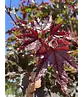 Roter Kugelahorn | Acer platanoides 'Crimson Sentry'