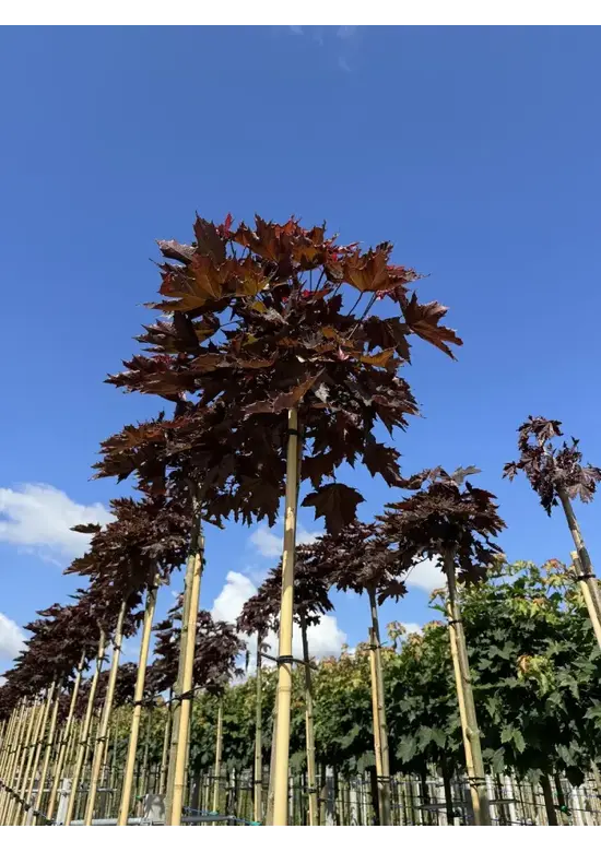 Roter Kugelahorn | Acer platanoides 'Crimson Sentry'