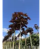 Roter Kugelahorn | Acer platanoides 'Crimson Sentry'