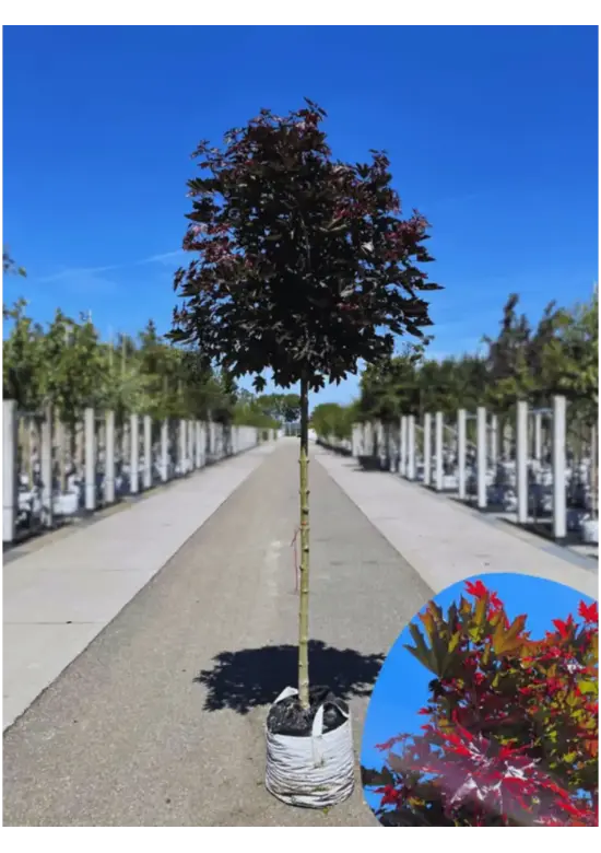 Roter Kugelahorn | Acer platanoides 'Crimson Sentry'