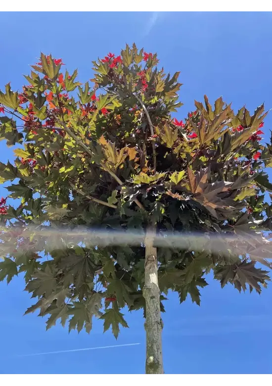 Roter Kugelahorn | Acer platanoides 'Crimson Sentry'
