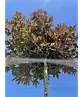 Roter Kugelahorn | Acer platanoides 'Crimson Sentry'