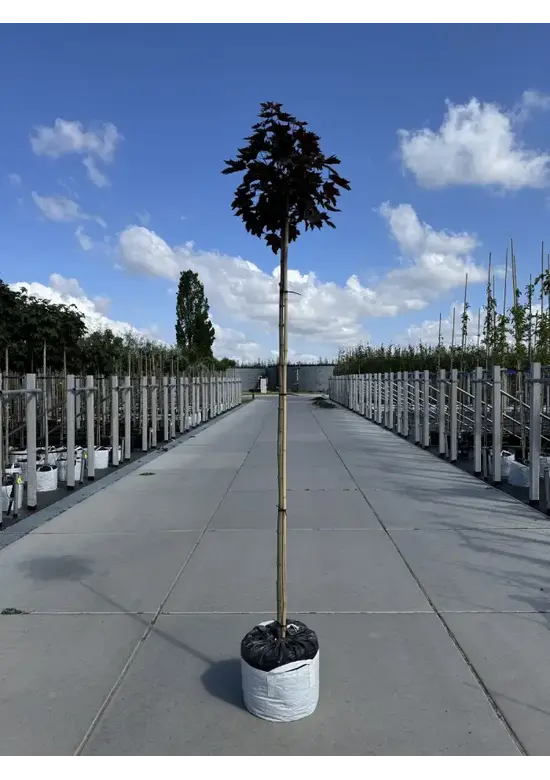 Roter Kugelahorn | Acer platanoides 'Crimson Sentry'