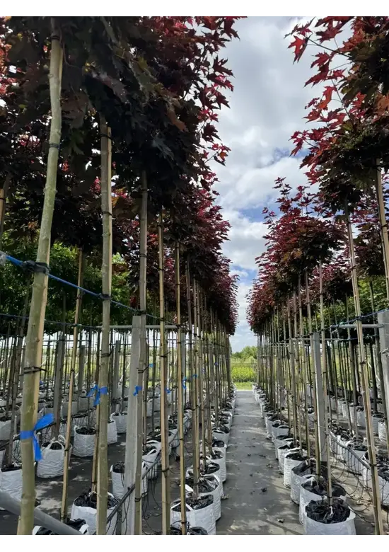 Roter Kugelahorn | Acer platanoides 'Crimson Sentry'