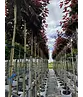Roter Kugelahorn | Acer platanoides 'Crimson Sentry'