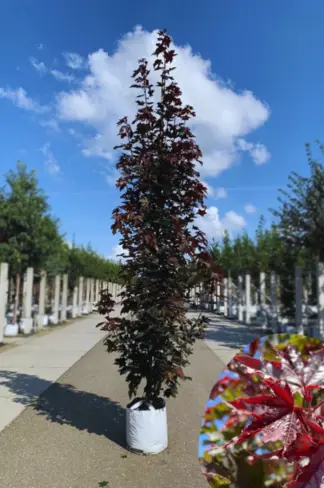 Säulen Blutahorn | Acer platanoides 'Crimson Sentry'