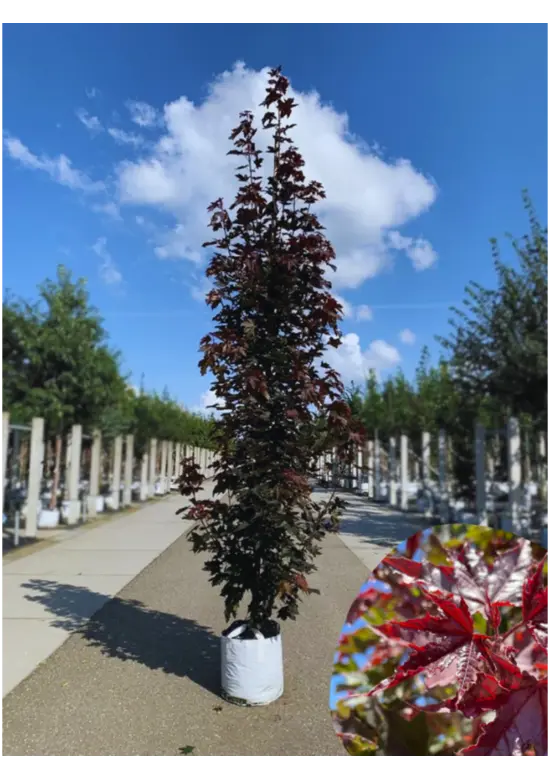 Säulen Blutahorn | Acer platanoides 'Crimson Sentry'