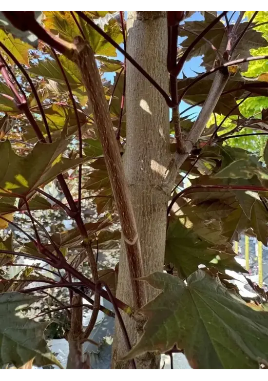 Säulen Blutahorn | Acer platanoides 'Crimson Sentry'
