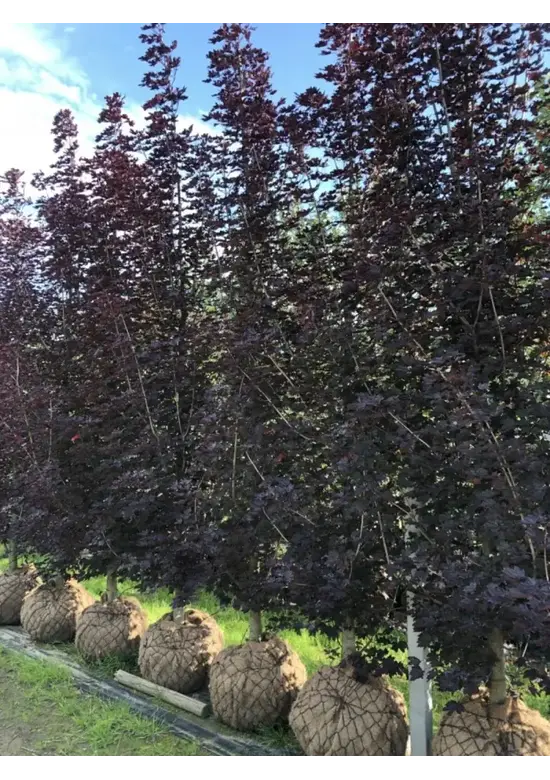Säulen Blutahorn | Acer platanoides 'Crimson Sentry'