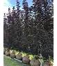 Säulen Blutahorn | Acer platanoides 'Crimson Sentry'