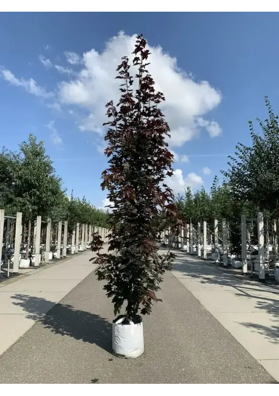 Säulen Blutahorn | Acer platanoides 'Crimson Sentry'