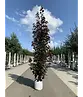Säulen Blutahorn | Acer platanoides 'Crimson Sentry'