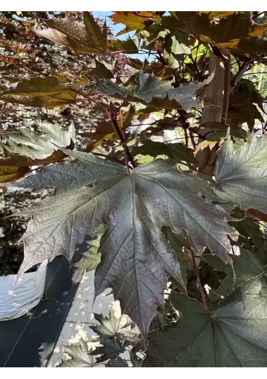 Säulen Blutahorn | Acer platanoides 'Crimson Sentry'