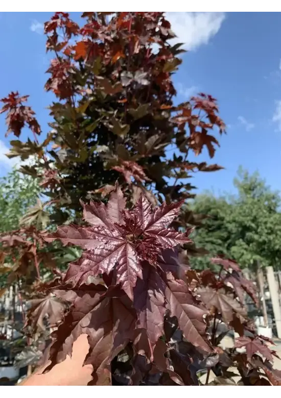 Säulen Blutahorn | Acer platanoides 'Crimson Sentry'