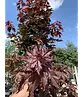 Säulen Blutahorn | Acer platanoides 'Crimson Sentry'