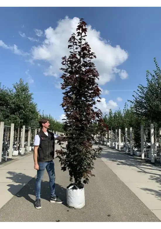 Säulen Blutahorn | Acer platanoides 'Crimson Sentry'