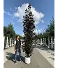 Säulen Blutahorn | Acer platanoides 'Crimson Sentry'