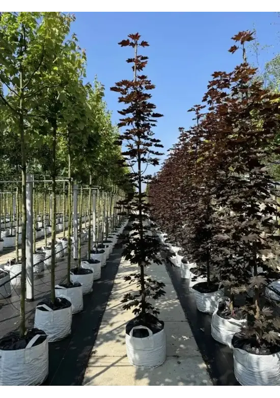 Säulen Blutahorn | Acer platanoides 'Crimson Sentry'