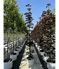 Säulen Blutahorn | Acer platanoides 'Crimson Sentry'
