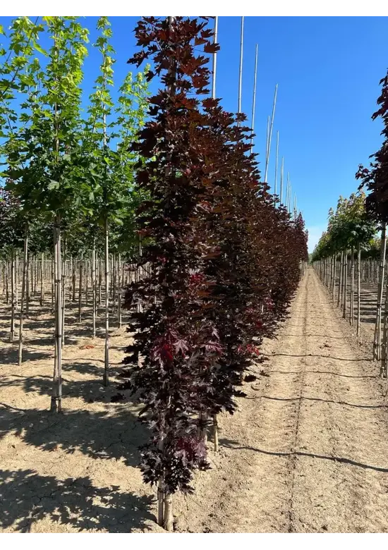 Säulen Blutahorn | Acer platanoides 'Crimson Sentry'